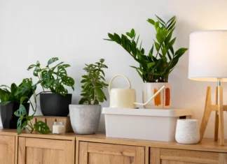 Dlaczego warto mieć więcej zieleni w domu?